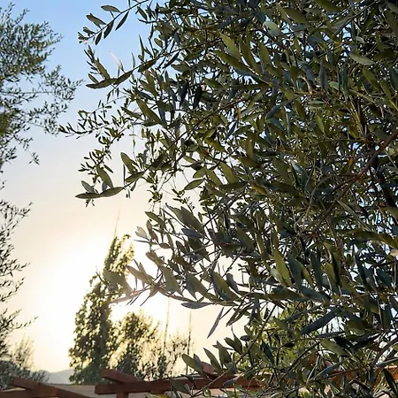 Il Respiro Degli Ulivi